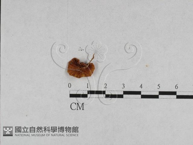 登錄號:F0011097藏品圖，第3張
