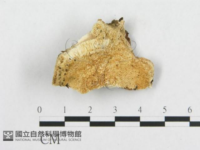 登錄號:F0014097藏品圖，第3張