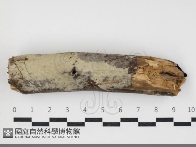 登錄號:F0034097藏品圖，第3張