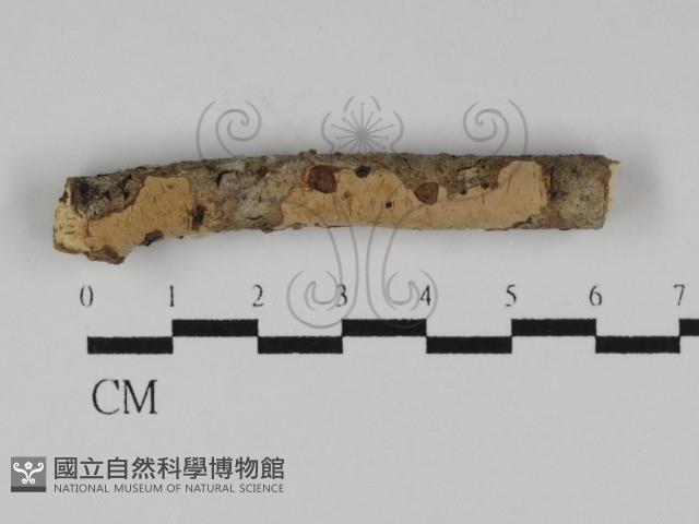 登錄號:F0012097藏品圖，第3張