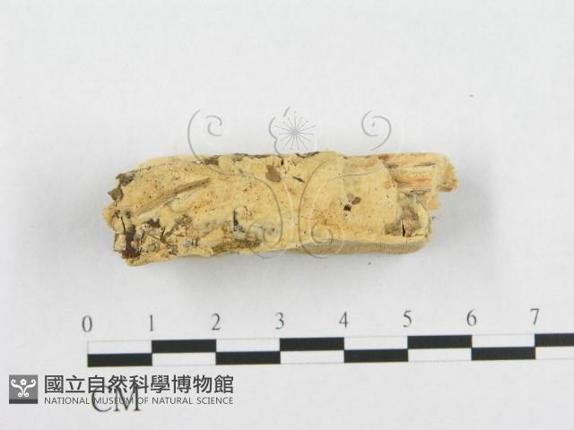 登錄號:F0007097藏品圖，第3張