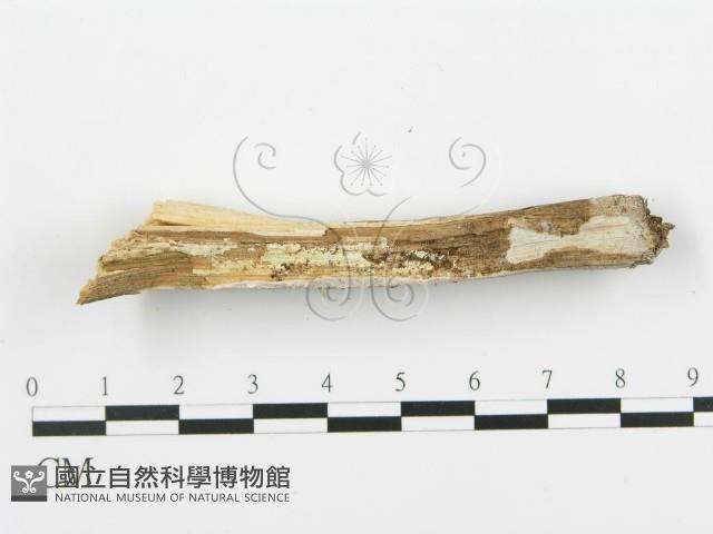 登錄號:F0005097藏品圖，第3張