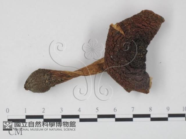 登錄號:F0008397藏品圖，第3張