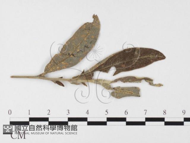 登錄號:F0026397藏品圖，第1張