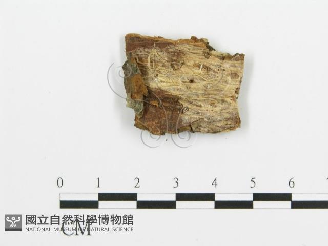 煙管菌藏品圖，第3張