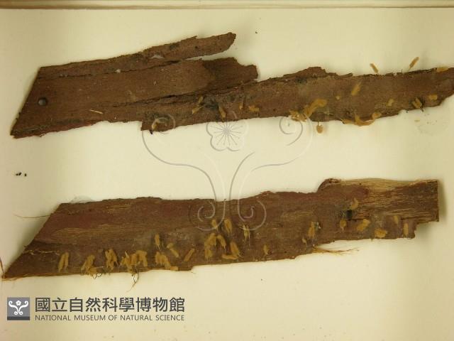 登錄號:F0021397藏品圖，第3張