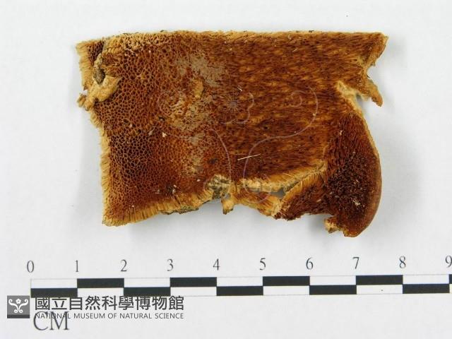 登錄號:F0011397藏品圖，第1張