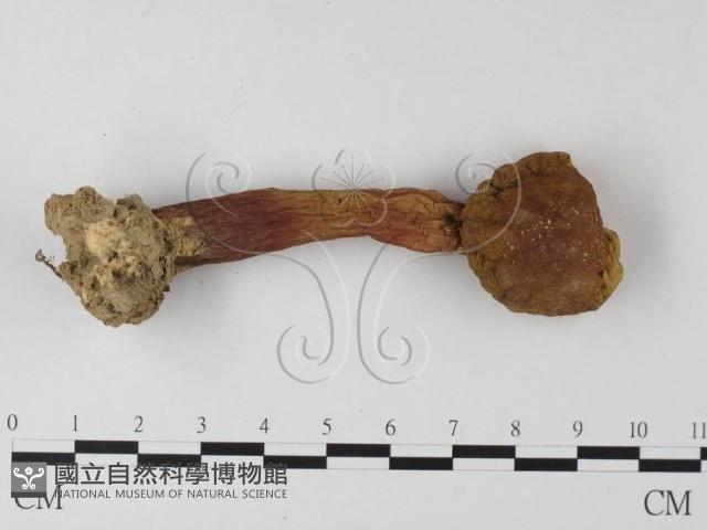 登錄號:F0012397藏品圖，第3張