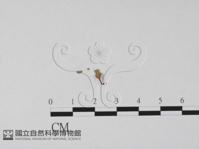 登錄號:F0005397藏品圖，第3張