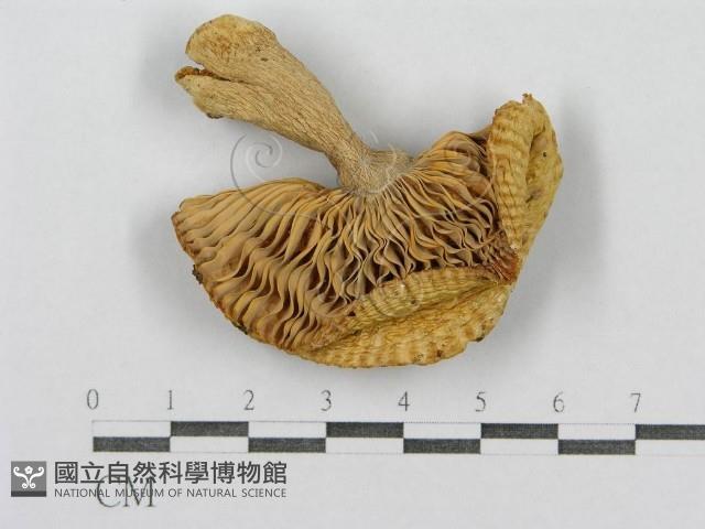 登錄號:F0013397藏品圖，第3張