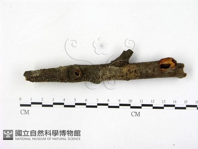 登錄號:F0008287藏品圖，第3張