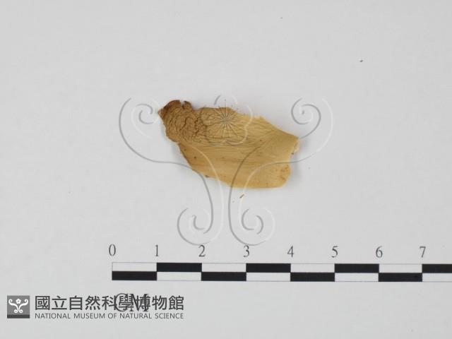 登錄號:F0020287藏品圖，第3張