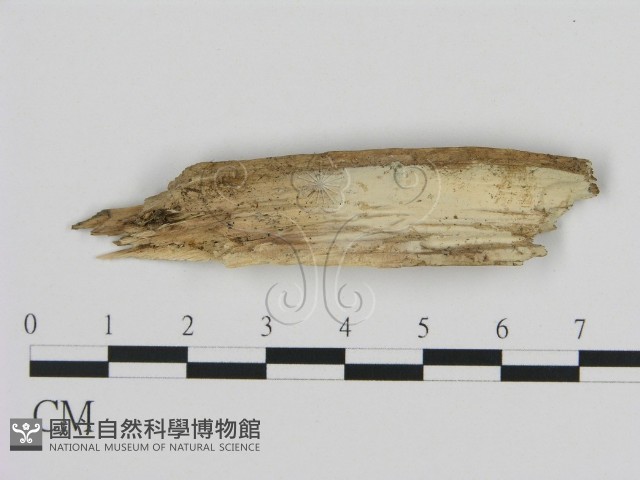 登錄號:F0000287藏品圖，第3張