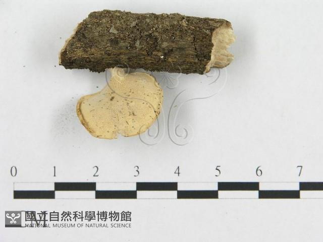 多孔菌屬藏品圖，第3張
