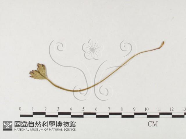 登錄號:F0026287藏品圖，第1張