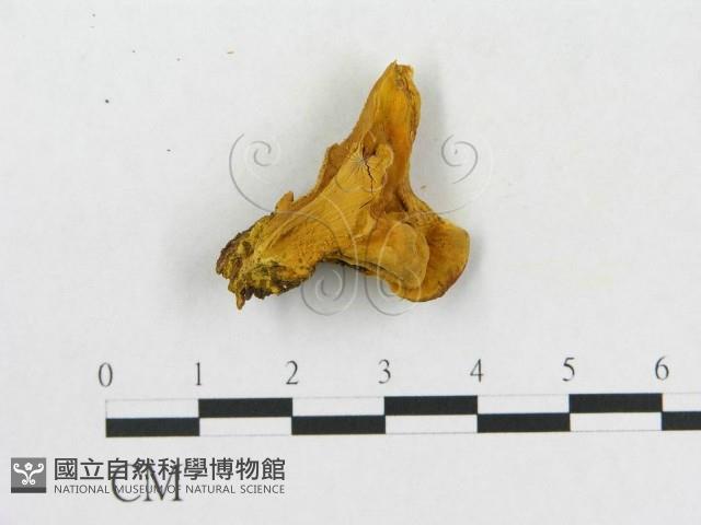 登錄號:F0006287藏品圖，第1張