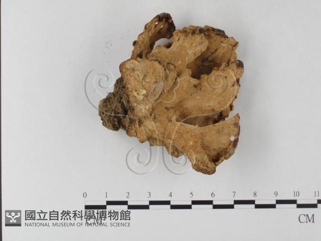 登錄號:F0001287藏品圖，第3張