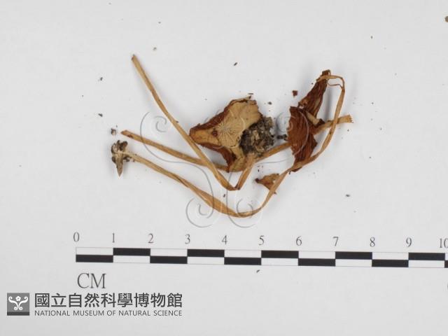 登錄號:F0024287藏品圖，第3張