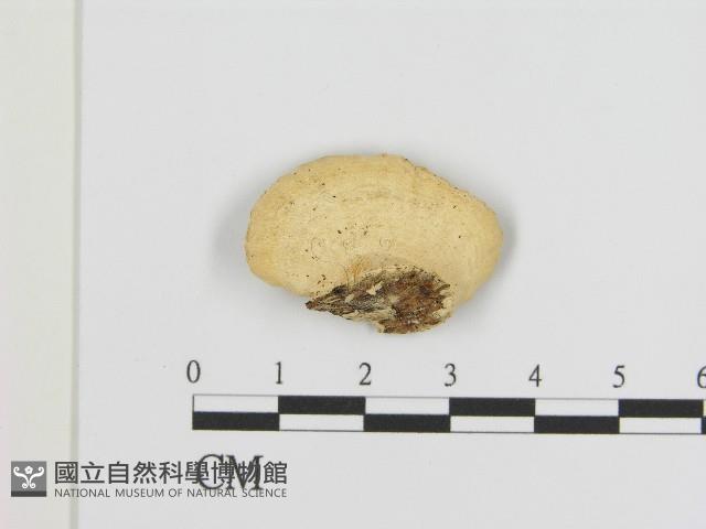 登錄號:F0004287藏品圖，第3張