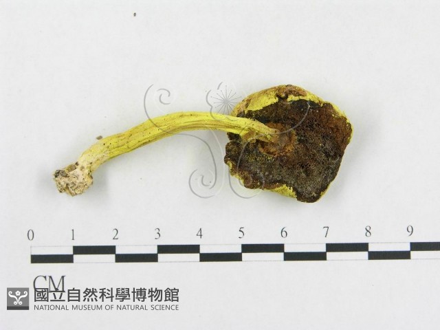 登錄號:F0014287藏品圖，第3張
