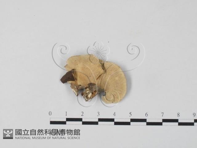 雲芝藏品圖，第3張