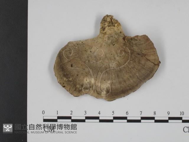 登錄號:F0002287藏品圖，第3張