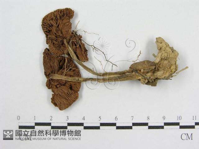 登錄號:F0012287藏品圖，第3張