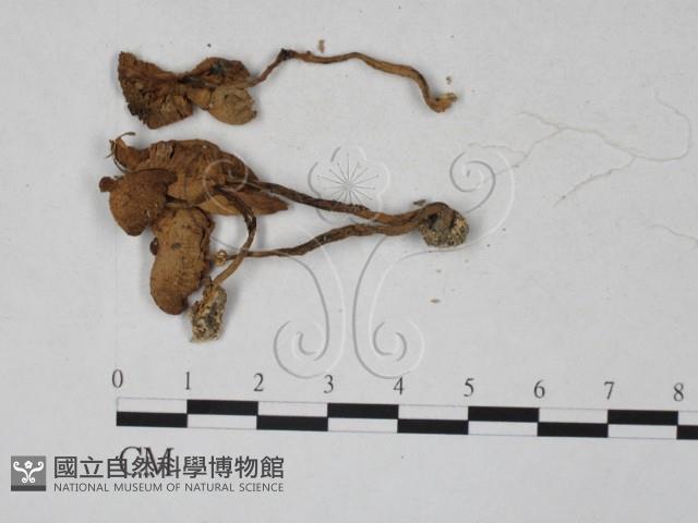 登錄號:F0027287藏品圖，第3張