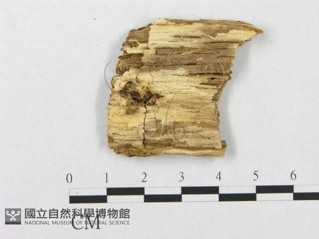 登錄號:F0007287藏品圖，第3張