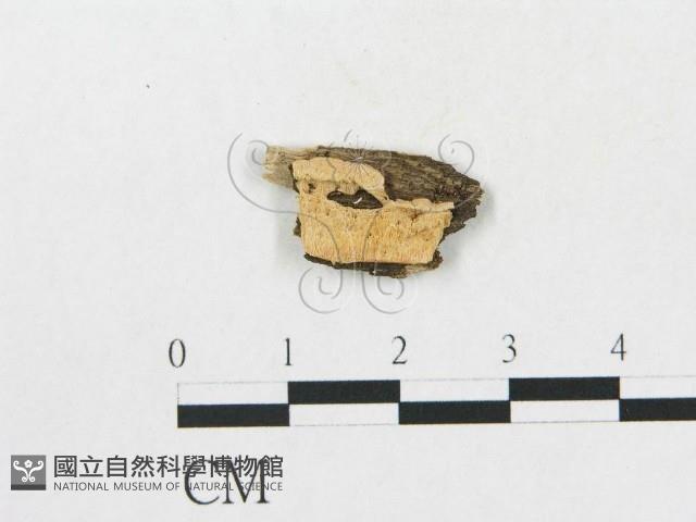 登錄號:F0017287藏品圖，第1張