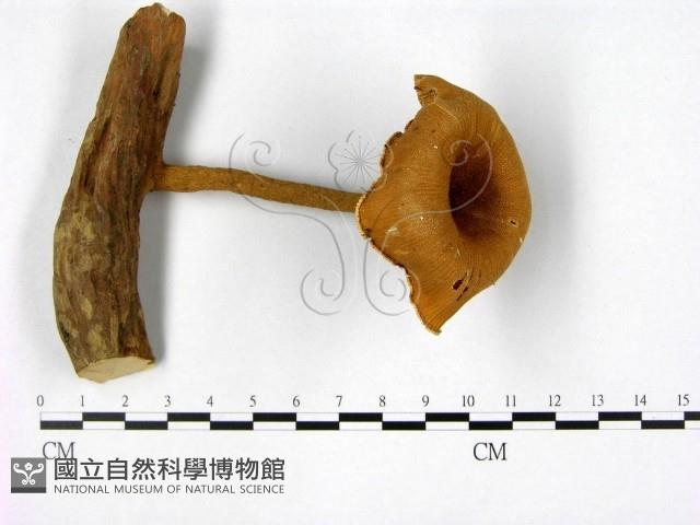 登錄號:F0005287藏品圖，第3張