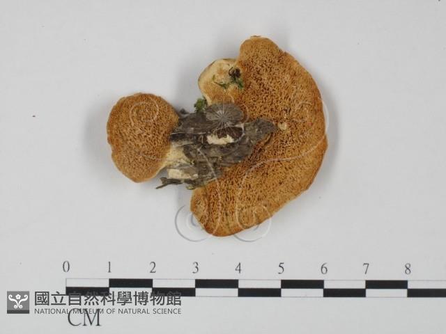登錄號:F0015287藏品圖，第3張