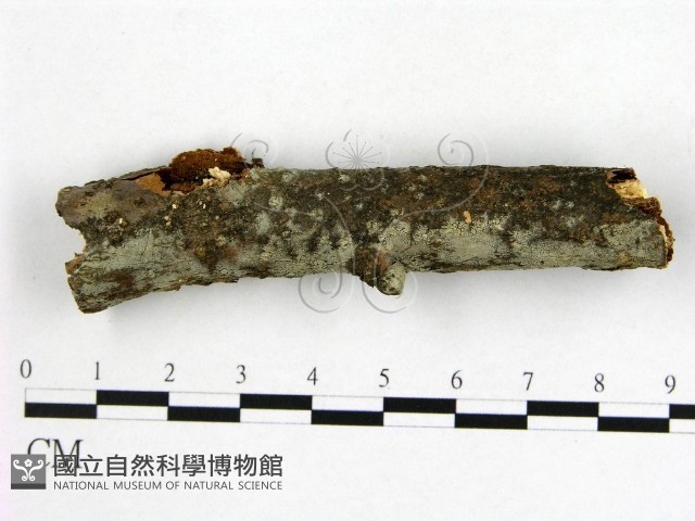 登錄號:F0009287藏品圖，第3張