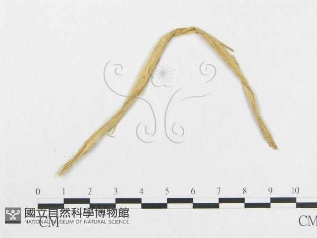 登錄號:F0019287藏品圖，第1張
