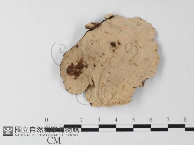相鄰小孔菌藏品圖，第3張