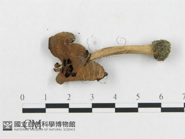 登錄號:F0003287藏品圖，第3張
