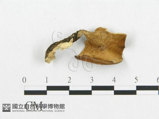 登錄號:F0018887藏品圖，第1張