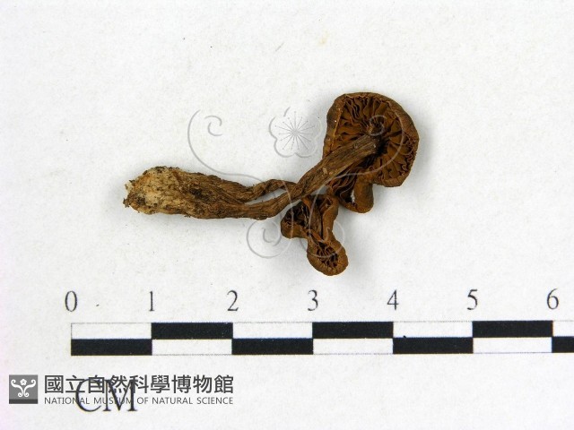 登錄號:F0001887藏品圖，第1張