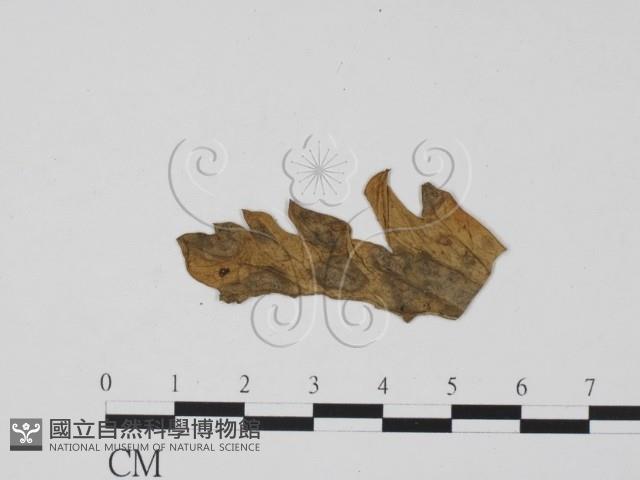 登錄號:F0011887藏品圖，第3張