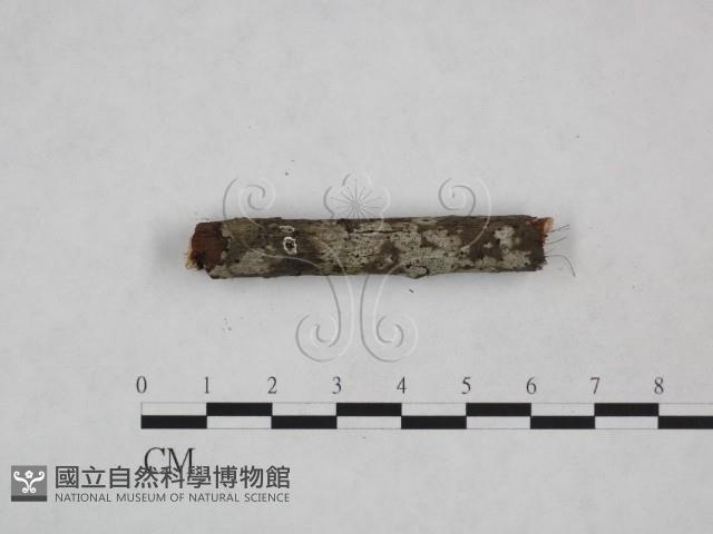 登錄號:F0024887藏品圖，第3張