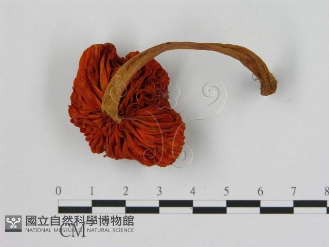 登錄號:F0004887藏品圖，第3張