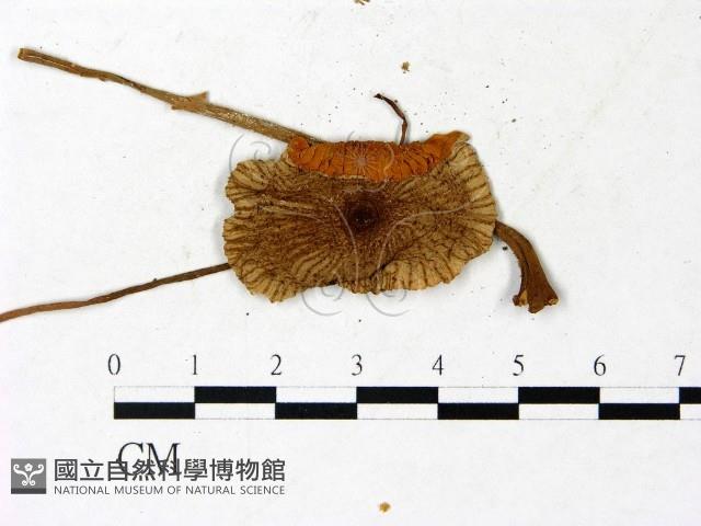 登錄號:F0022887藏品圖，第3張