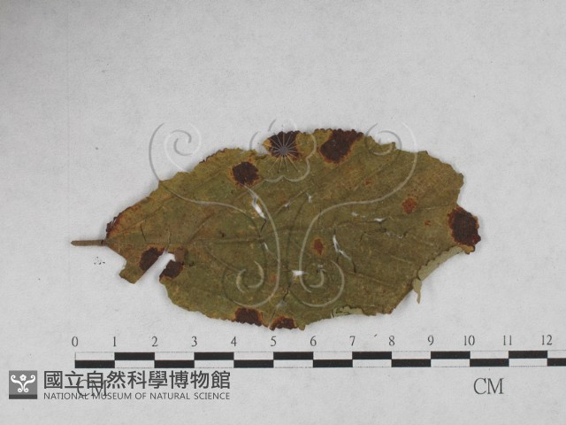 登錄號:F0027887藏品圖，第1張
