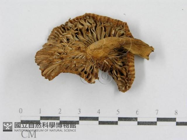 紅菇屬藏品圖，第3張