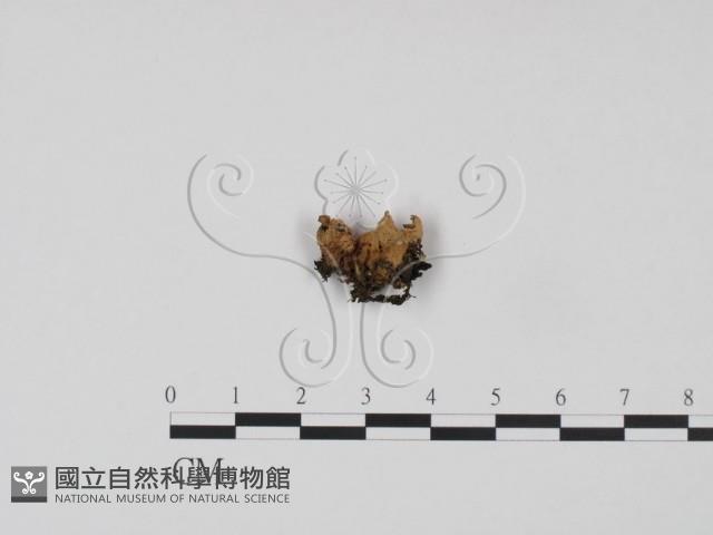 登錄號:F0003887藏品圖，第3張