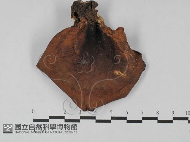 Accession Number:F0028987 Collection Image, Figure 3, Total 3 Figures