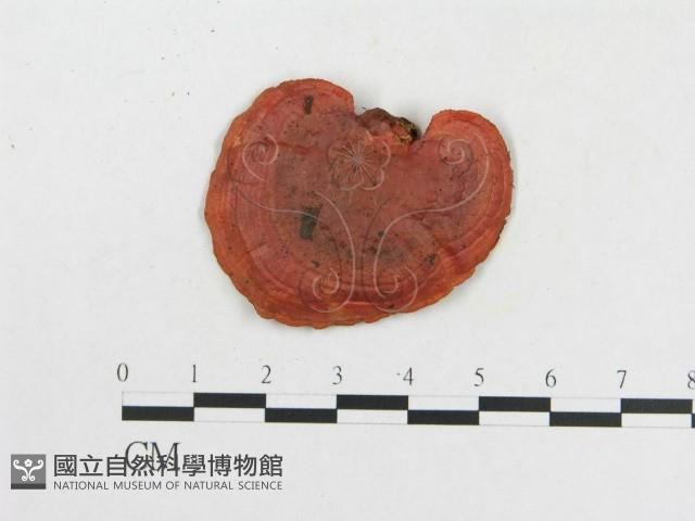 血紅密孔菌藏品圖，第3張