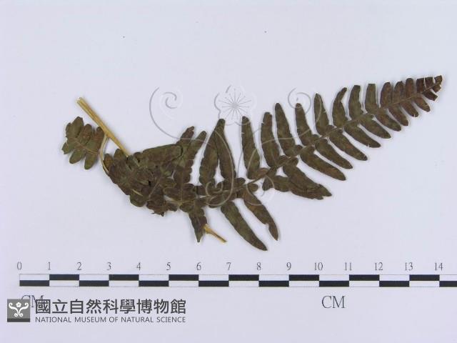 登錄號:F0018987藏品圖，第1張