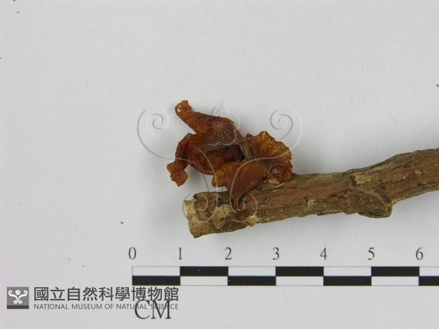 登錄號:F0010987藏品圖，第3張
