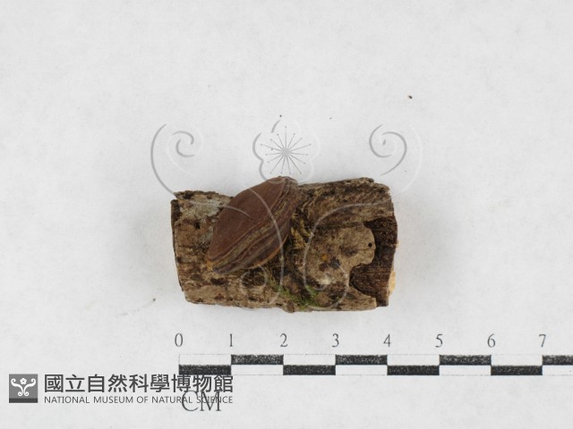 登錄號:F0026987藏品圖，第3張